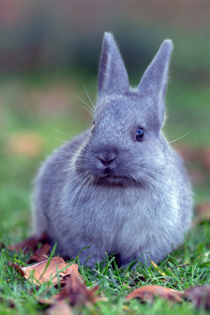 World Vegan Month Day A Blog About Stuff Sweet Innocent Little Bunny