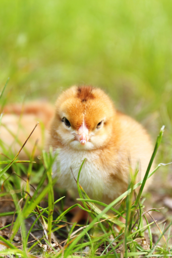 World Vegan Month Day A Blog About Stuff Sweet Innocent Little Chicken