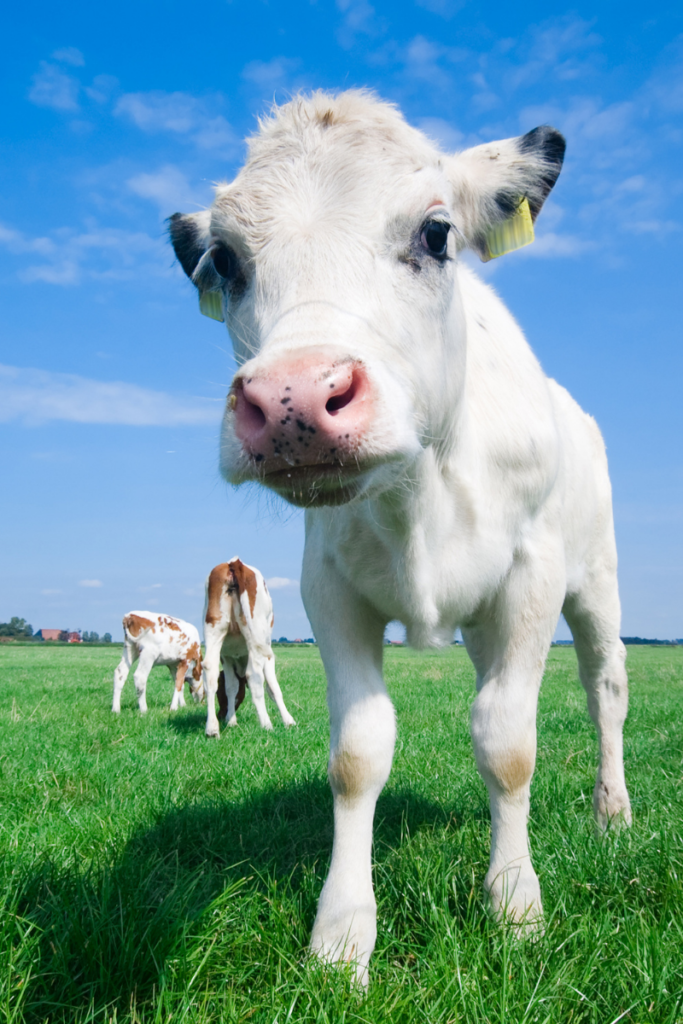 World Vegan Month Day A Blog About Stuff Sweet Innocent Little Cow
