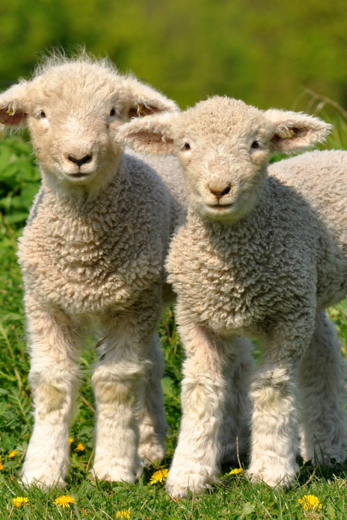World Vegan Month Day A Blog About Stuff Sweet Innocent Little Lamb