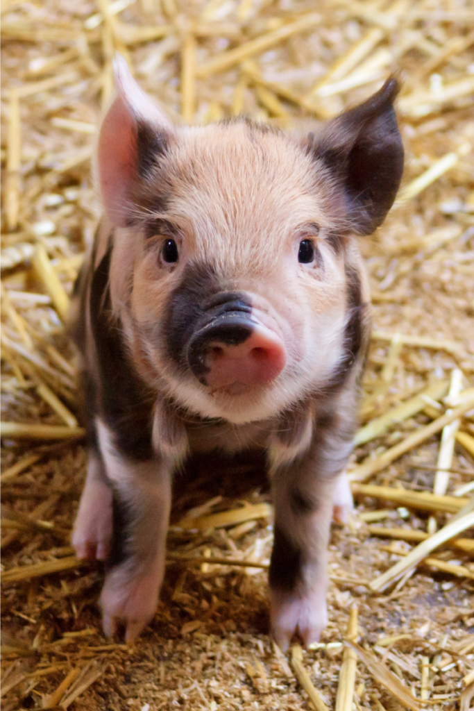 World Vegan Month Day A Blog About Stuff Sweet Innocent Little Pig