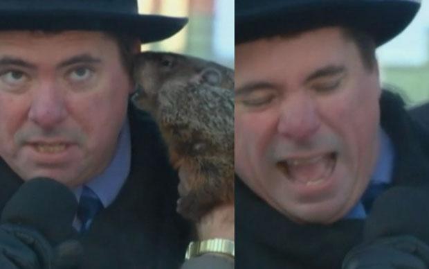 Is It Time To End Groundhog Day Vegan Wellness Animal Activism Animal Rights A Blog About Stuff Groundhog Bite