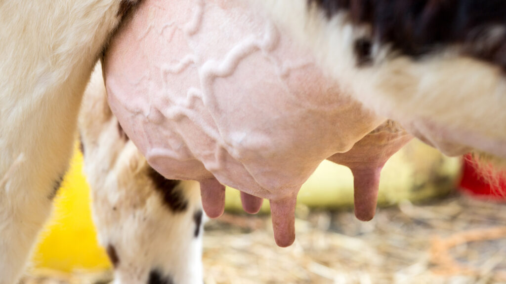Cow Mastitis Veganism and Feminism are related A blog About Stuff